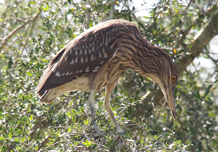 [Perched on a branch with its head bent down looking at something below it, the bird's neck is stretched showing the wavy brown and white lines of coloring of its head, neck, and stomach. The wings are brown with white specks. Its pointed bill appears to be grey and yellow. Its orange eye has a black center.]